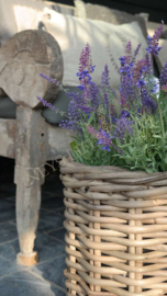 Lavendel plant in pot kunst | 44 cm