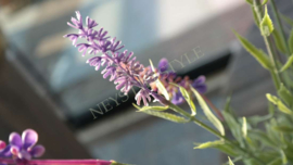 Lavendel plant in pot kunst | 44 cm
