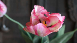 Tulp parrot kunst roze l XL