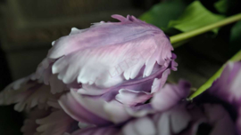 Tulp parrot Frans paars l 1 bloem 73 cm