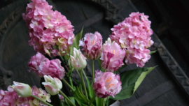 Pluim hortensia zijden | roze