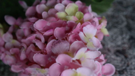 Pluim hortensia zijden | roze