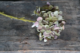 Hortensia zijden bloem | groen