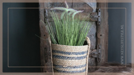 Setaria grass | S