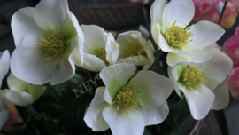 Helleborus kunst bloem | 45 cm