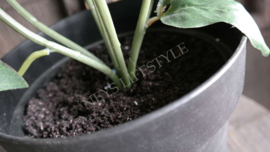 Pioenroos plant in pot kunst | XL