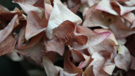 Bougainvillea dried zijden bloem | roze