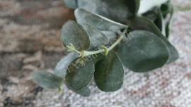 Eucalyptus zijden tak dried | 28 cm