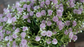 Gipskruid bosje paars | 30 cm