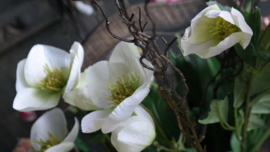 Helleborus kunst bloem | 45 cm