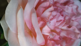 Roos kunst bloem | roze