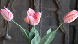 Tulp parrot kunst roze l XL
