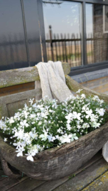 Vlijtig liesje plant plastic | wit