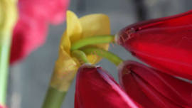 Amaryllis namaak bloem | rood