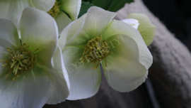 Helleborus kunst bloem | 45 cm