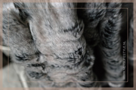 Luxe bont plaid fake fur wolf | 180 x 130 cm