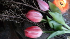Bosje Tulp donkerroze l 30 cm