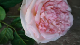 Roos kunst bloem | roze