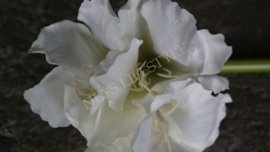 Amaryllis namaak bloem | wit
