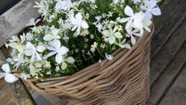 Vlijtig liesje plant plastic | wit