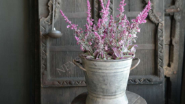 Salie plant in pot kunst | roze