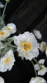 Cosmea bloem zijden | créme