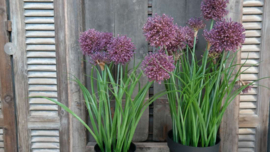 Allium plant namaak paars | M