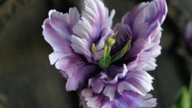 Tulp parrot Frans paars l 1 bloem 73 cm