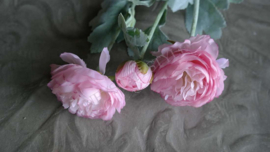 Ranonkel bloem zijden | roze