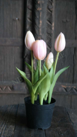 Tulp in pot | roze 24 cm