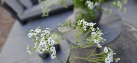 Gipskruid bloem zijden | wit