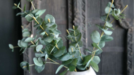 Eucalyptus dried kunst tak | 75 cm