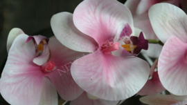 Orchidee kunst tak roze l 124 cm