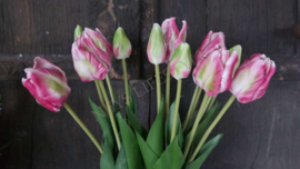 Tulpen Parrot bundle | roze-groen