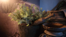Kruiden plant in pot kunst | asparagus