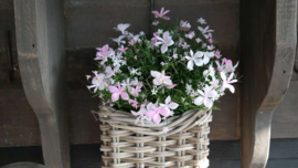 Vlijtig liesje plant plastic | roze