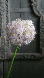 Allium bloem kunst | paars XL