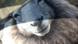 Kussen velvet | schaap