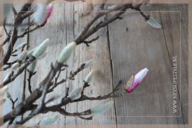 Magnolia tak roze | in knop