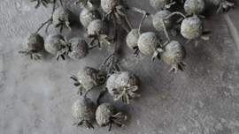 Rozenbottel tak namaak XL | bruin-groen