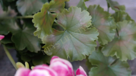 Geranium plant namaak UV bestendig| roze