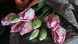 Tulpen Parrot bundle | roze-groen