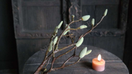 Magnolia kunst tak groen | S