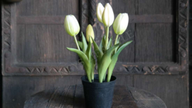 Tulp in pot | wit-groen 24 cm