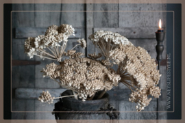 Droogbloem Ferrule  3 stuks | 25 - 40 cm