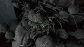 Rozenbottel tak namaak XL | bruin-groen