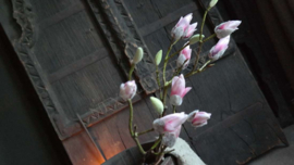 Magnolia kunst tak roze | in knop L