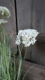 Achillea/schermbloem plant namaak wit | S