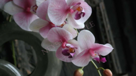 Orchidee kunst tak roze l 106 cm