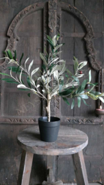 Olijfboom in pot | kunst 50 cm